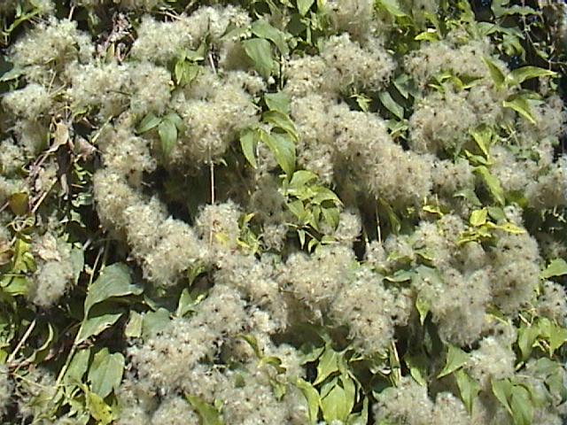 Clematis vitalba / Clematide vitalba